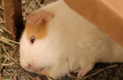 Sleep (?) in adult guinea pig with eyes open