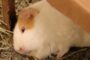 Sleep (?) in adult guinea pig with eyes open