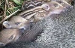 Wild Boar Piglets