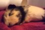 Adult Guinea Pig