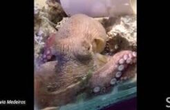 Octopus phasic activity