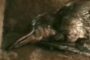 Adult platypus REM sleep including bill twitching