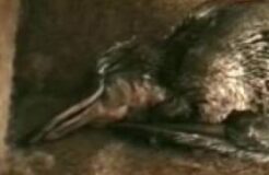 Adult platypus REM sleep including bill twitching