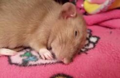 Adult rat whisker twitching